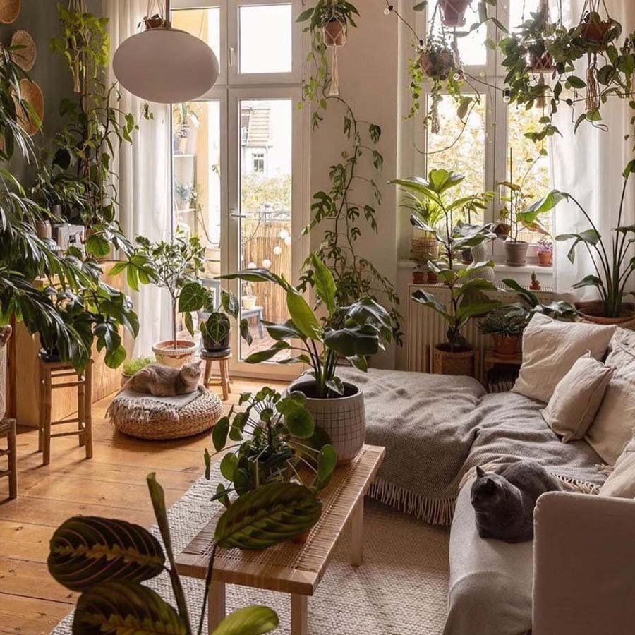 Indoor House Plants